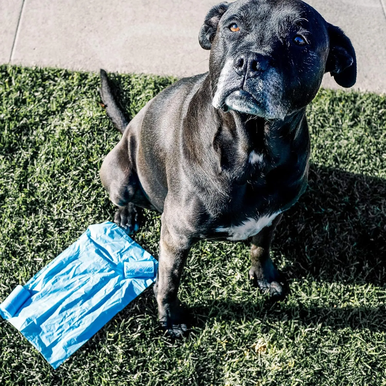100% Compostable Dog Poop Bags - EN13432 Home Compost Certified Dog Waste Bags, 720 Count (48 Rolls), Made from Corn - Easy Open - Large, Thick Poop Bags for Dogs