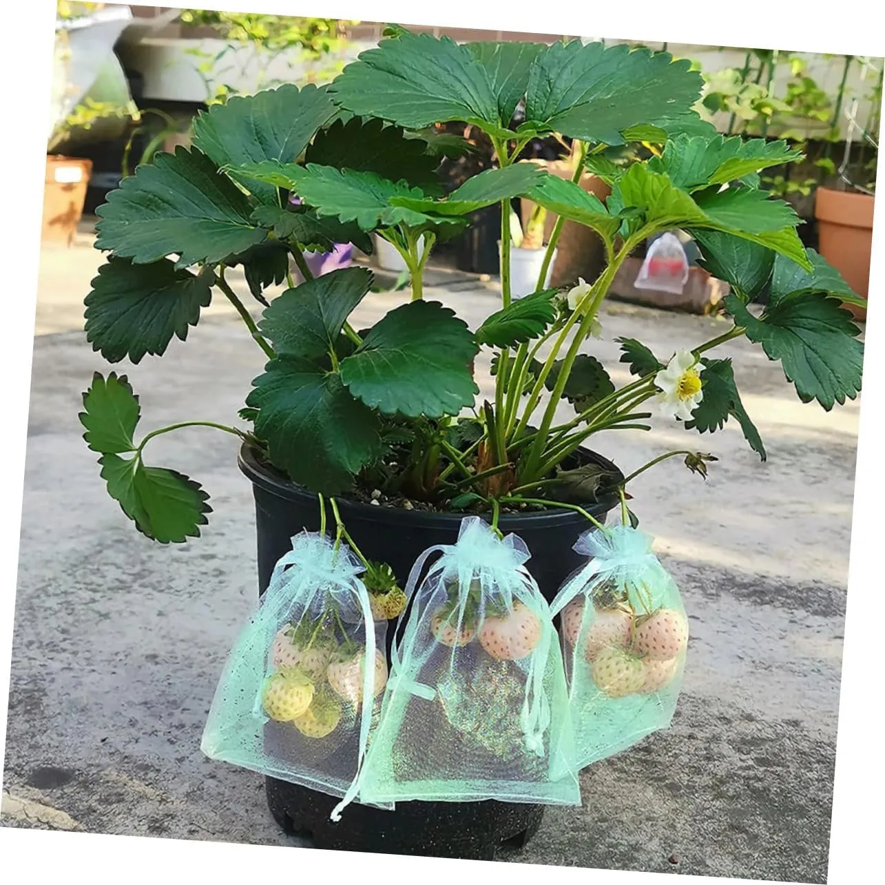 BESPORTBLE 50-Pack Fruit Protection Bags Mesh Grow Bags Drawstring Lightweight Portable Garden Barrier for Ants Birds Green