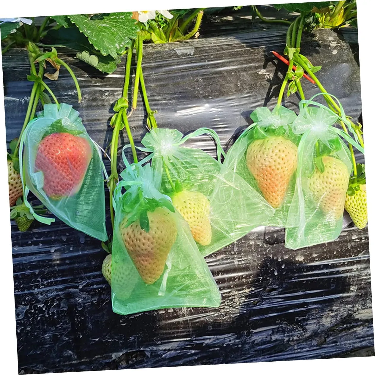 BESPORTBLE 50-Pack Fruit Protection Bags Mesh Grow Bags Drawstring Lightweight Portable Garden Barrier for Ants Birds Green