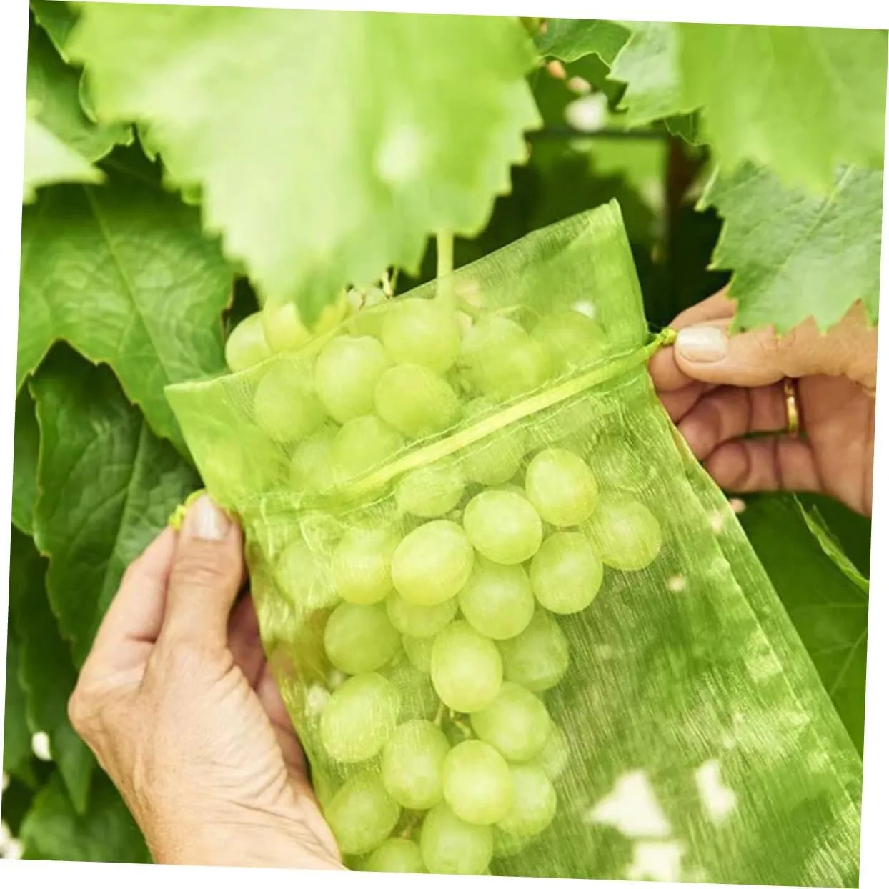 BESPORTBLE 50-Pack Fruit Protection Bags Mesh Grow Bags Drawstring Lightweight Portable Garden Barrier for Ants Birds Green