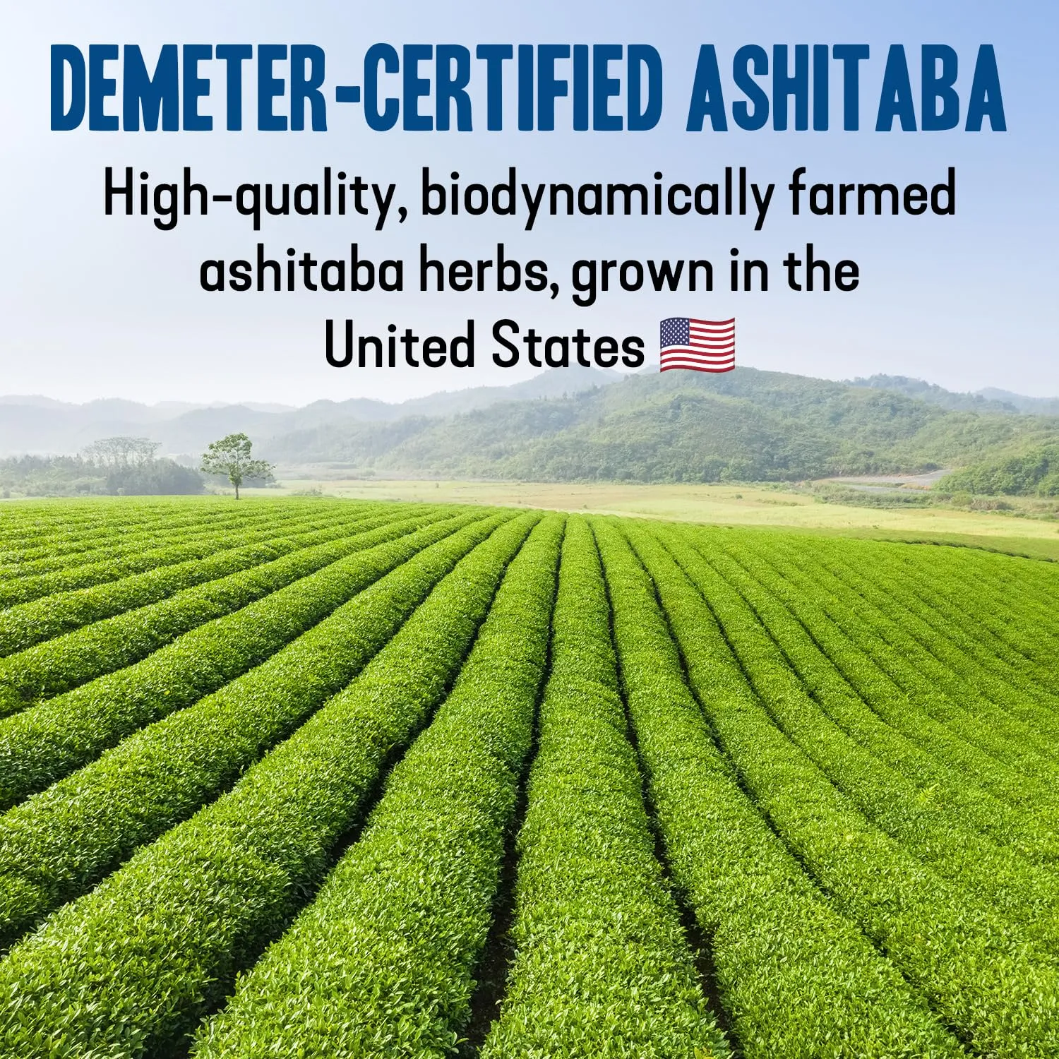 Dr. Cowan’s Garden Organic Ashitaba Green Tea - 20 Teabags - Metabolic Support Herbal Tea Bags with Turmeric Powder, Calming Digestive Support for Health & Well-Being, Ashitaba Herbs Grown in the USA